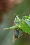 Conocephalus fuscus