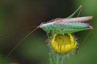 Conocephalus fuscus