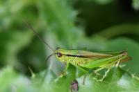 Mecostethus parapleurus