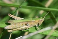 Chorthippus dorsatus dorsatus