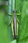 Stethophyma grossum
