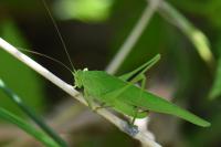 Phaneroptera falcata