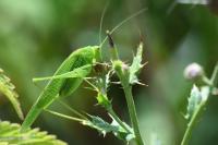 Phaneroptera falcata