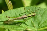 Mecostethus parapleurus