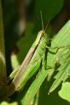 Mecostethus parapleurus