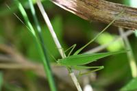 Phaneroptera falcata