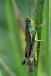 Stethophyma grossum
