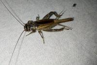 Eumodicogryllus bordigalensis