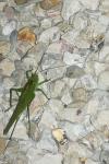 Tettigonia viridissima