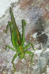 Tettigonia viridissima