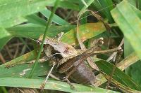 Pholidoptera griseoaptera