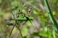 Ephippiger diurnus