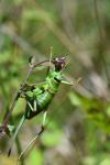 Ephippiger diurnus