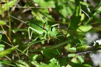 Ephippiger diurnus