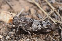 Oedipoda caerulescens
