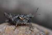 Tetrix undulata