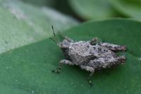 Tetrix undulata