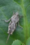 Tetrix ceperoi