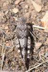 Oedipoda caerulescens