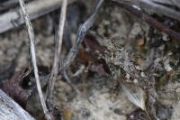 Tetrix ceperoi