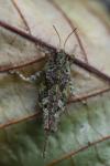 Tetrix ceperoi
