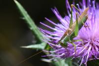 Conocephalus fuscus