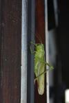 Tettigonia viridissima