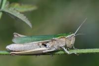Chorthippus albomarginatus