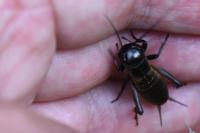 Gryllus campestris