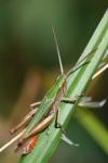 Chorthippus dorsatus
