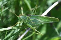 Tettigonia viridissima