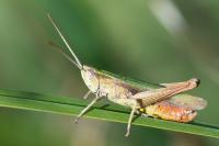 Chorthippus dorsatus