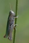 Chorthippus albomarginatus