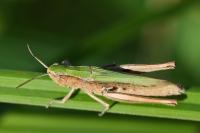 Chorthippus dorsatus
