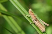 Chorthippus dorsatus