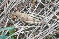 Oedipoda caerulescens