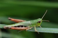 Pseudochorthippus parallelus