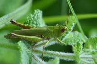 Chorthippus dorsatus