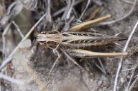 Tessellana tessellata