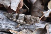 Oedipoda caerulescens