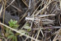 Tessellana tessellata