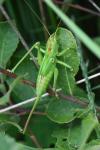 Tettigonia viridissima