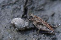Tetrix undulata
