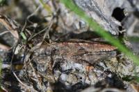Tetrix undulata