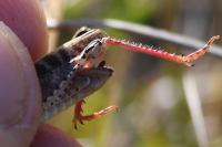 Calliptamus italicus