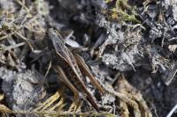 Platycleis albopunctata