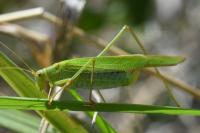 Phaneroptera falcata