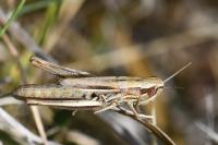 Euchorthippus declivus