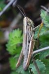 Euchorthippus declivus