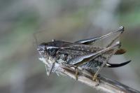 Platycleis albopunctata